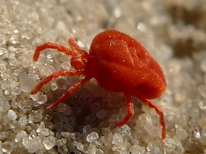 Клеверные клещи фото File:Microtrombidiid, or perhaps an erythraeid, in sand - Cropped.jpg - Wikipedi