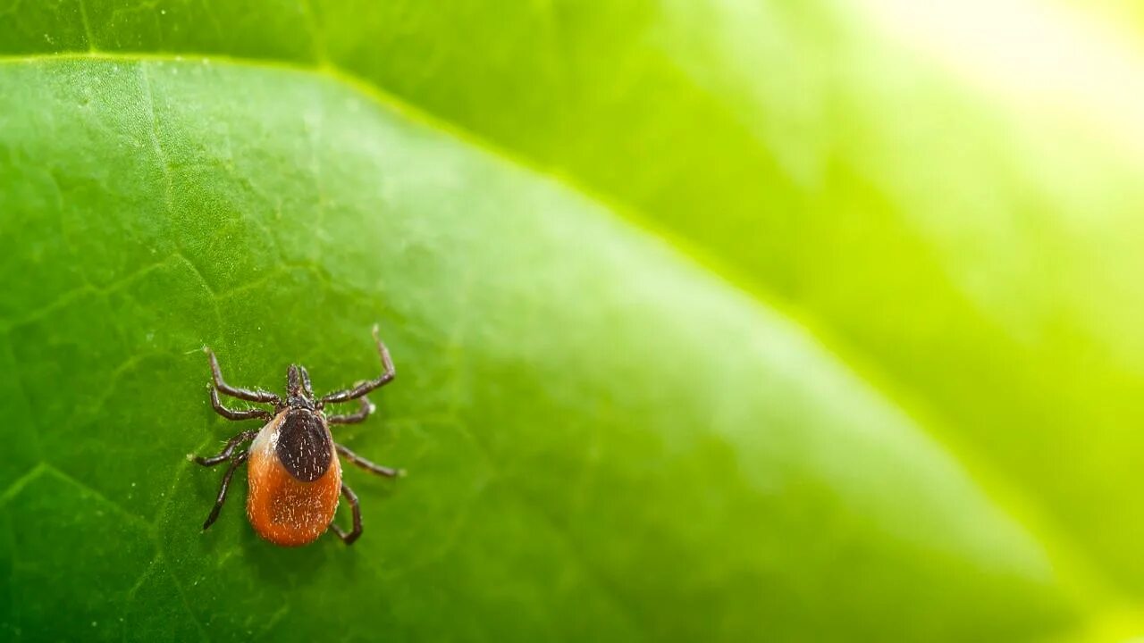 Клеверные клещи фото 5-year-old temporarily paralyzed after tick bite makes full recovery Fox News