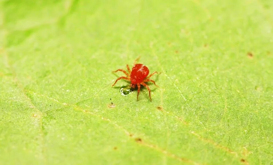 Клеверные клещи фото Comment lutter contre les araignées rouges ? Araignées rouges, Araignée rouge, R