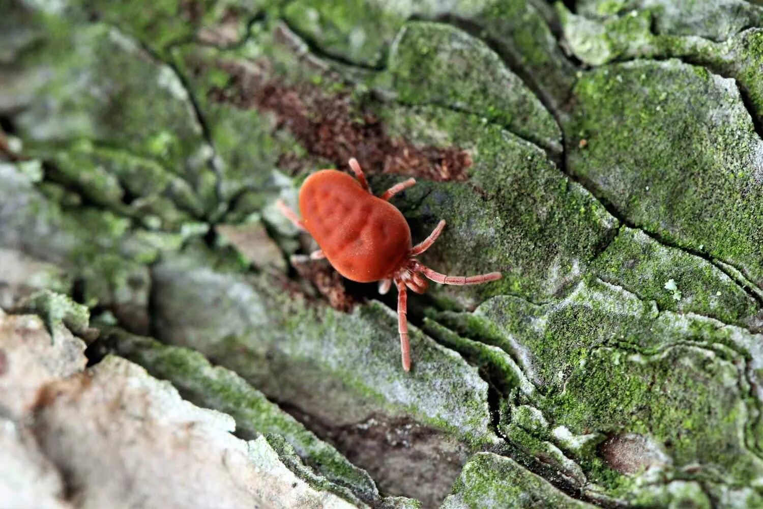 Клеверные клещи фото How to Get Rid of Clover Mites, the Tiny Red Bugs