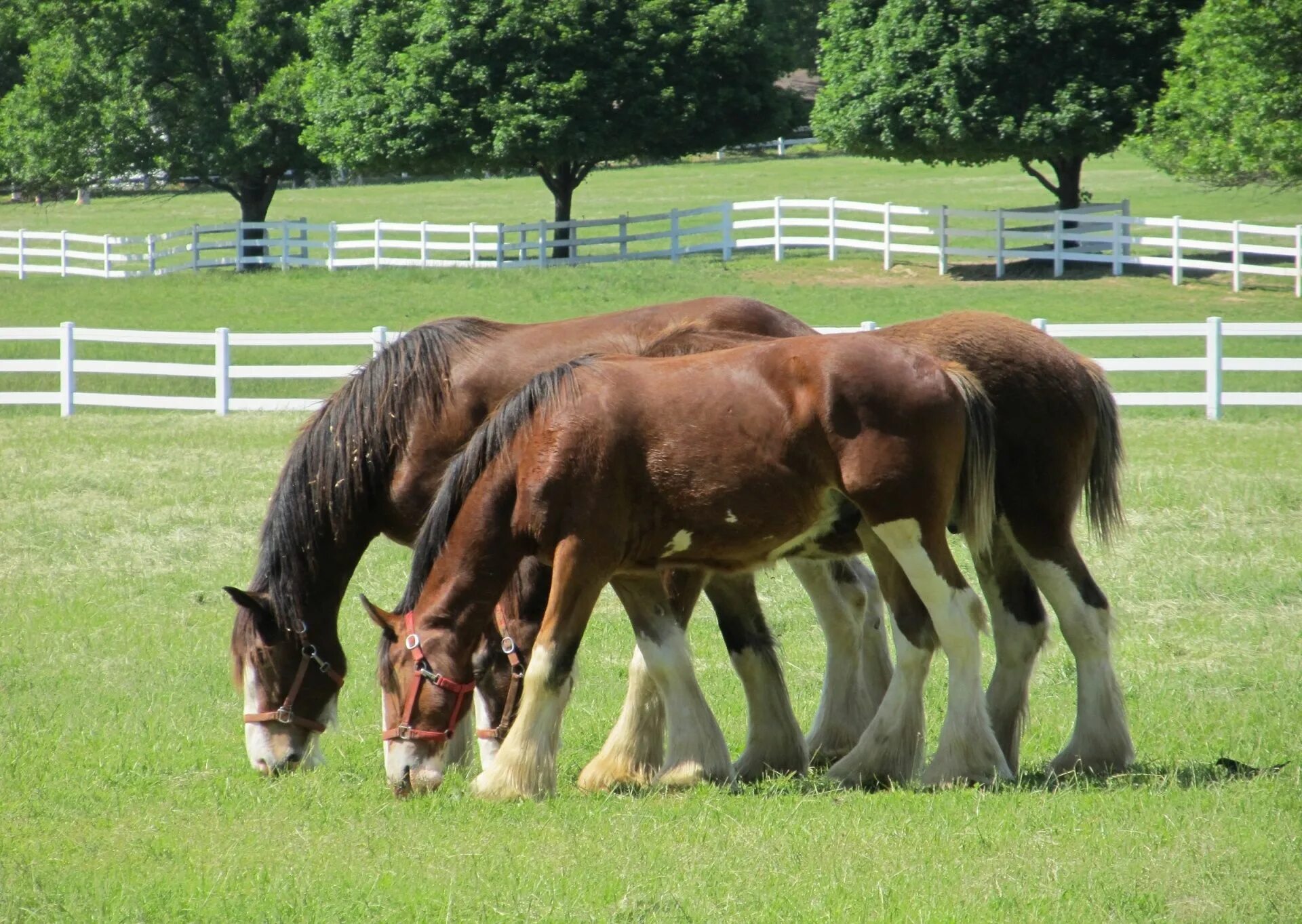 Клейдесдали лошади фото Pin by Kimberly Ortiz on Horses. Calming & stunning Clydesdale horses, Clydesdal