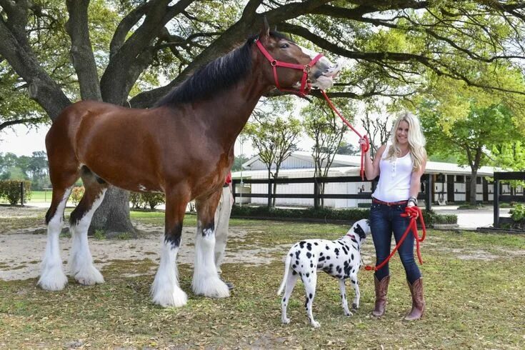 Клейдесдали лошади фото The Blonde Side & Budweiser Clydesdales (Photo: CatchLight Group) Budweiser clyd