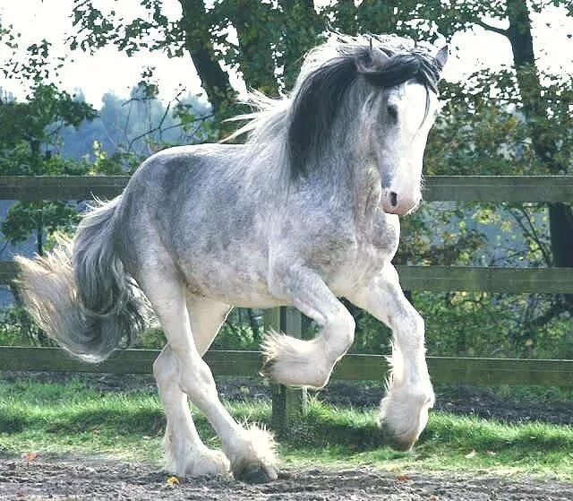 Клейдесдали лошади фото tickled-fancy Horses, Clydesdale horses, Beautiful horses