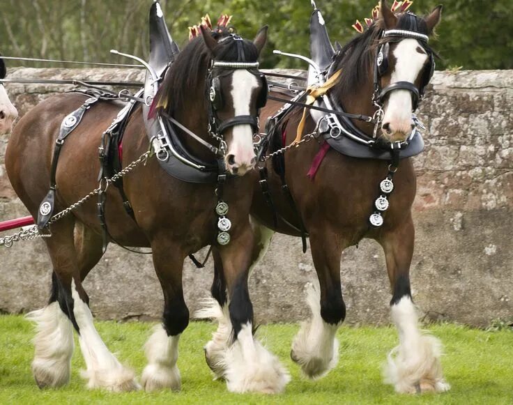 Клейдесдали лошади фото Meet the Mighty Clydesdale Horse Breed Clydesdale horses, Horses, Small horse br