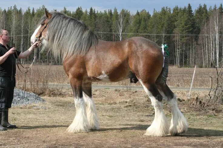 Клейдесдали лошади фото Clydesdale Horses, Clydesdale horses, Big horses