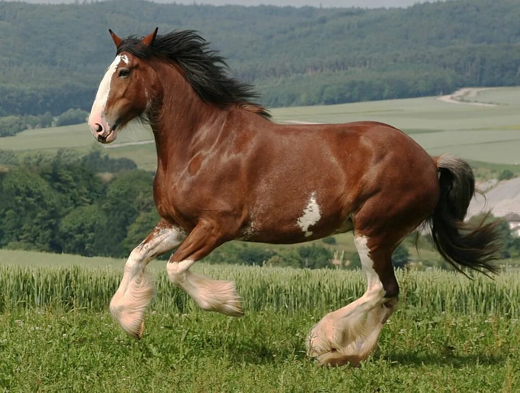 Клейдесдали лошади фото Clydesdale Horses, Clydesdale horses, Clydesdale horses budweiser