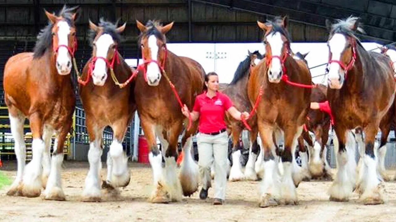 Клейдесдали лошади фото Funny and Cute Horse Videos That Will Change Your Mood For Good - YouTube