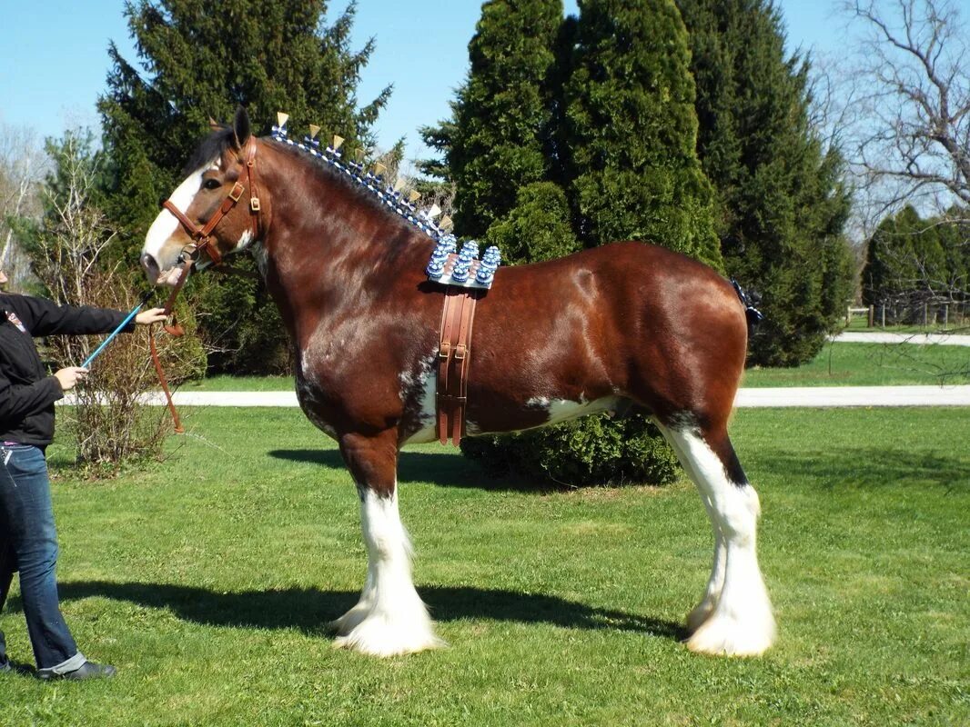 Клейдесдали лошади фото Sandy Acres Clydesdales Clydesdale, Beautiful horses, Horses