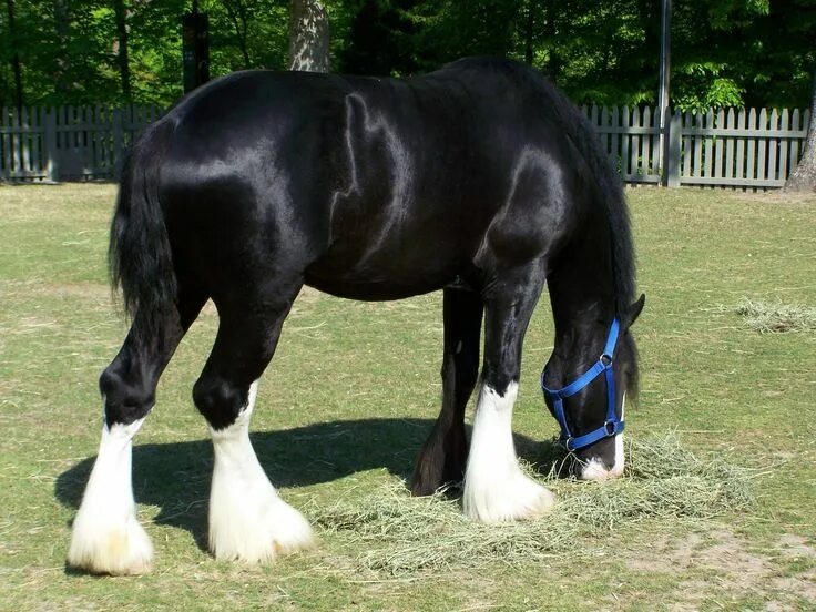 Клейдесдали лошади фото clydesdale HORSE - Google Search Cavalos clydesdale, Clydesdale, Grandes cavalos