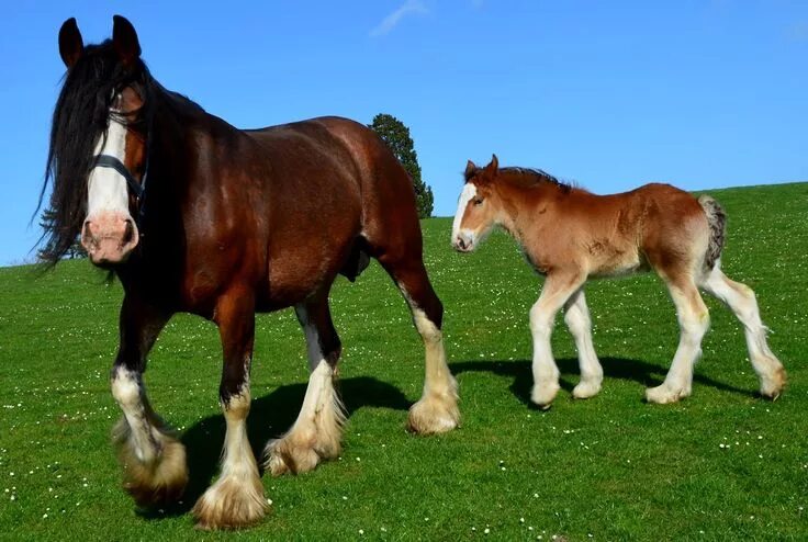 Клейдесдали лошади фото clydesdale horse - Google Search Clydesdale horses, Horses, Clydesdale