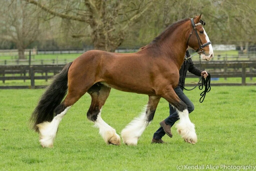 Клейдесдали лошади фото Pin by Gaelle Gornard on Chevaux in 2022 Clydesdale horses, Beautiful horses, Dr