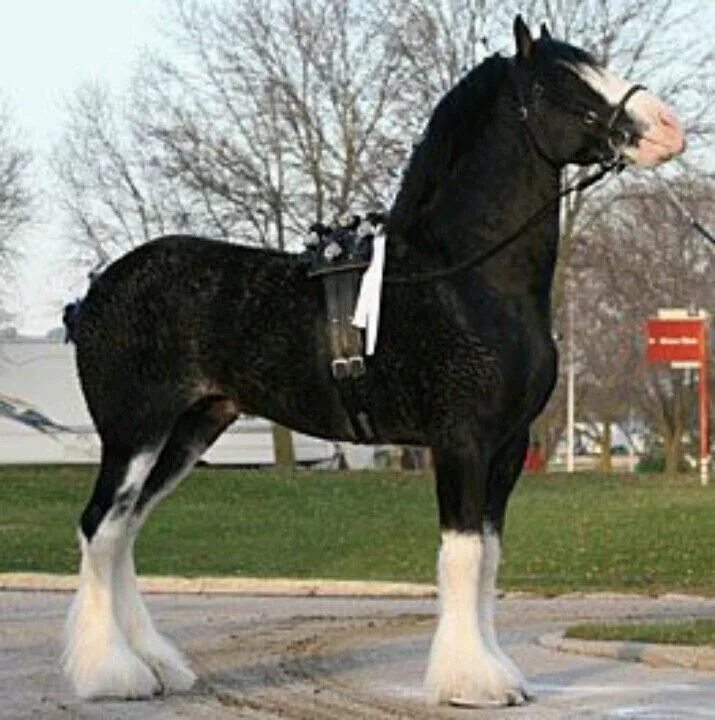 Клейдесдали лошади фото Draft horse Clydesdale horses, Big horses, Work horses