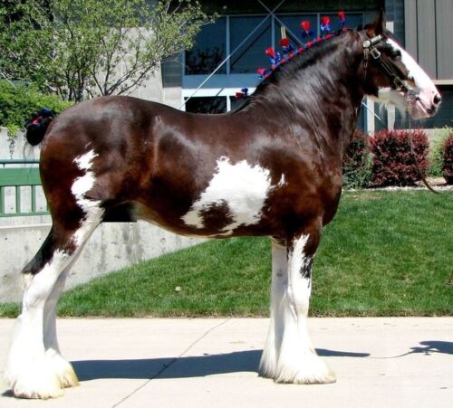 Клейдесдали лошади фото Schleich Horses Clydesdale Mare 6.3 x 1.9 x 4.7 inch eBay