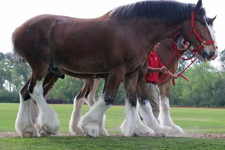 Клейдесдали лошади фото Anheuser-Busch stops cutting off tails of Budweiser Clydesdale horses after back