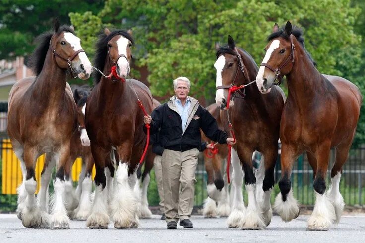 Клейдесдали лошади фото Fun Horse Facts! The Clydesdale originated through Flemish stallions in Clydesda