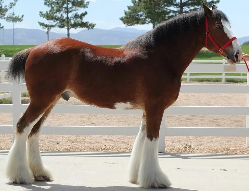 Клейдесдали лошади фото Le Clydestale - Un Clydestale au modèle Clydesdale horses, Clydesdale, Horses