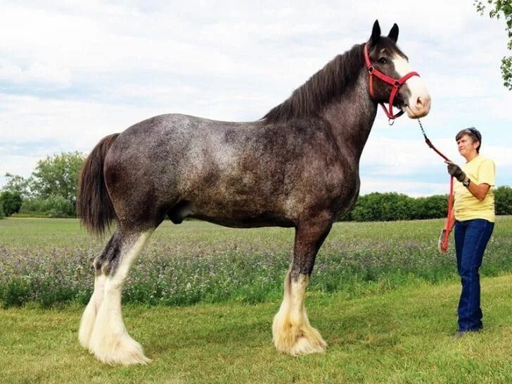 Клейдесдали лошади фото A Collection Of Draft Horses To Make You Swoon Draft horses, Big horses, Horses