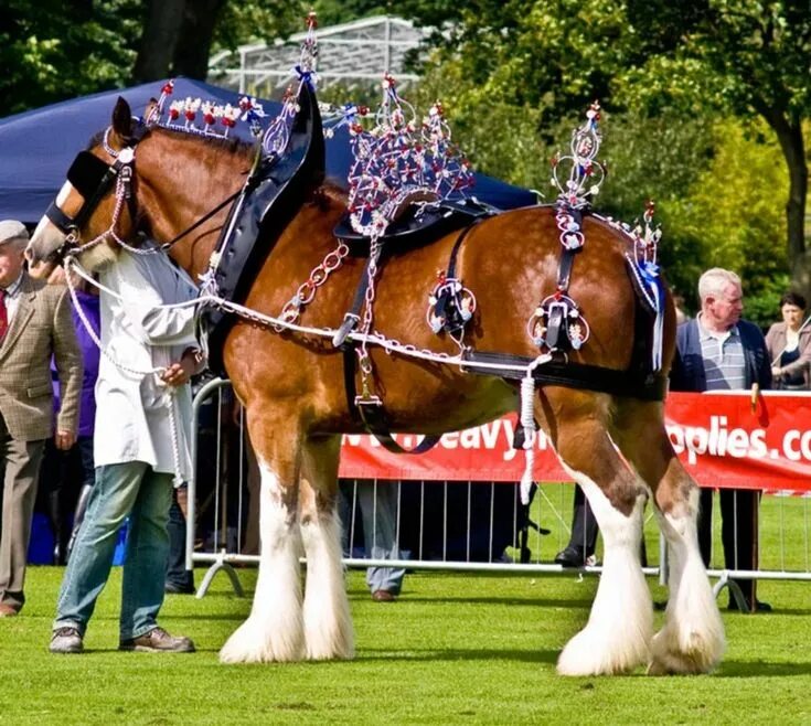 Клейдесдали лошади фото Pin on Horses Horses, Animals