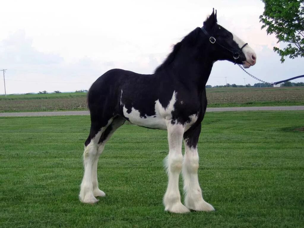 Клейдесдали лошади фото Baby Clydesdale!! Clydesdale horses, Horse breeds, Big horses