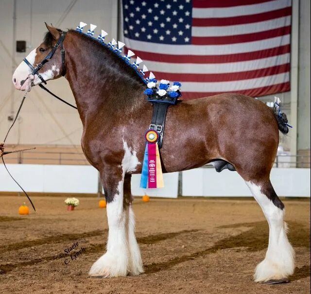Клейдесдали лошади фото Creditview Jack Daniel - Clydesdale stallion Clydesdale horses budweiser, Horses