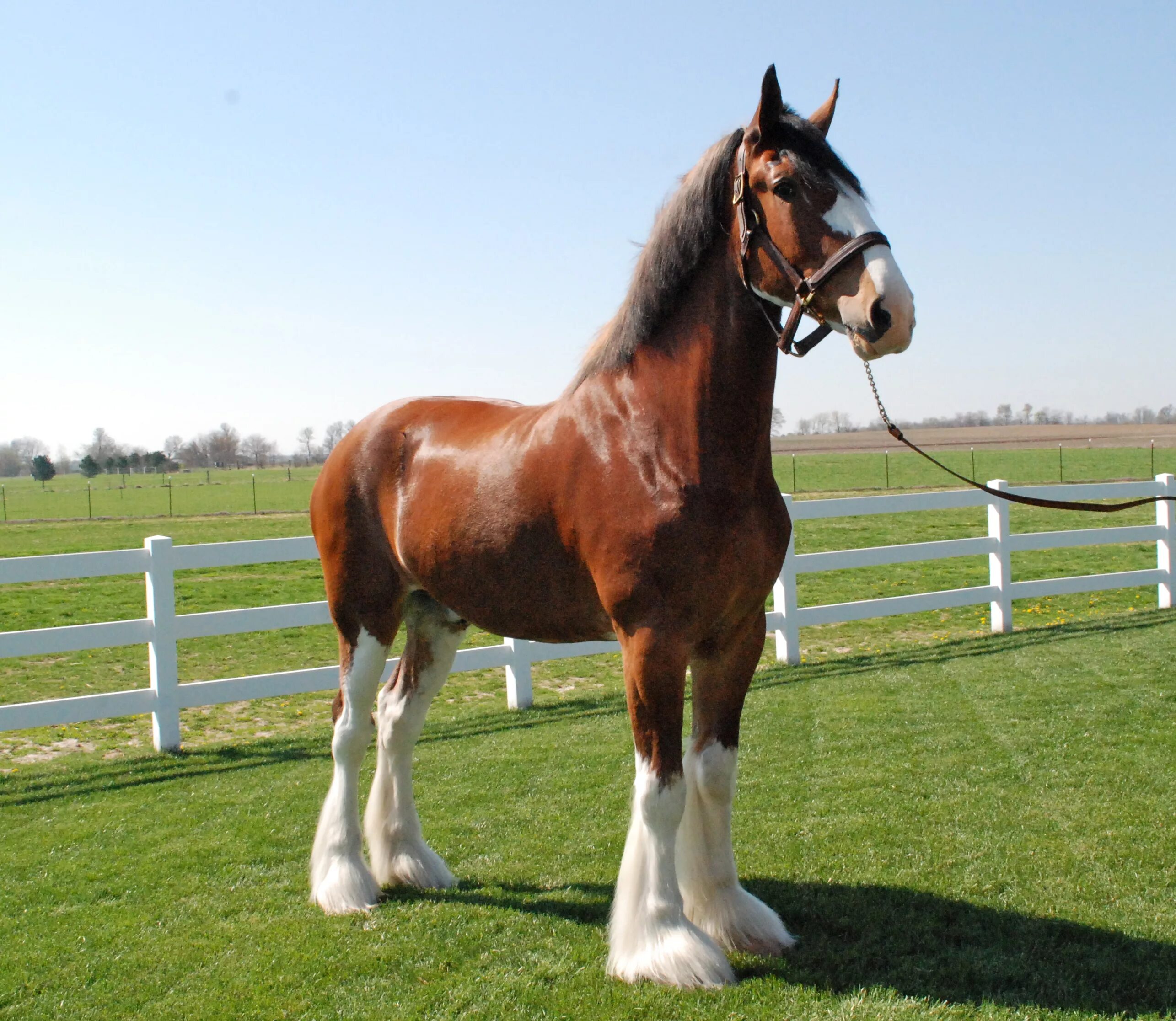 Клейдесдали лошади фото Record Setting Clydesdale Sells for $60,000