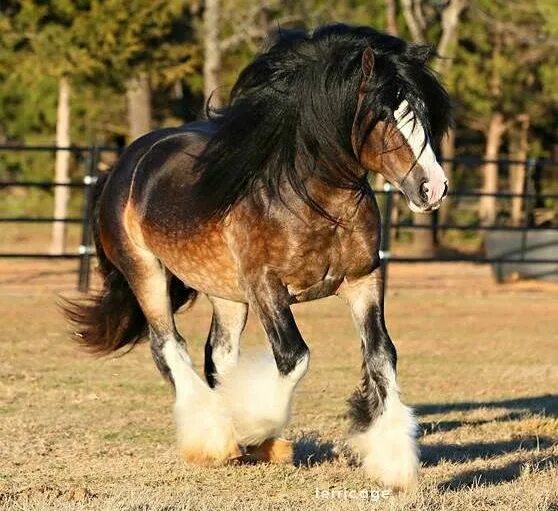Клейдесдали лошади фото Pin by Zuzana Dvořáčková on koně - plemena Rare horses, Clydesdale horses, Horse