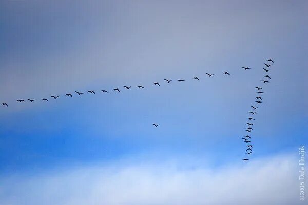 Клин птиц фото Every spring and fall geese like these, but with hundreds more, flying high in t