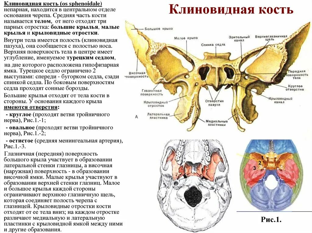 Клиновидная кость фото 8. Комплекс Бабочки - Частный сайт Лоры Бочаровой