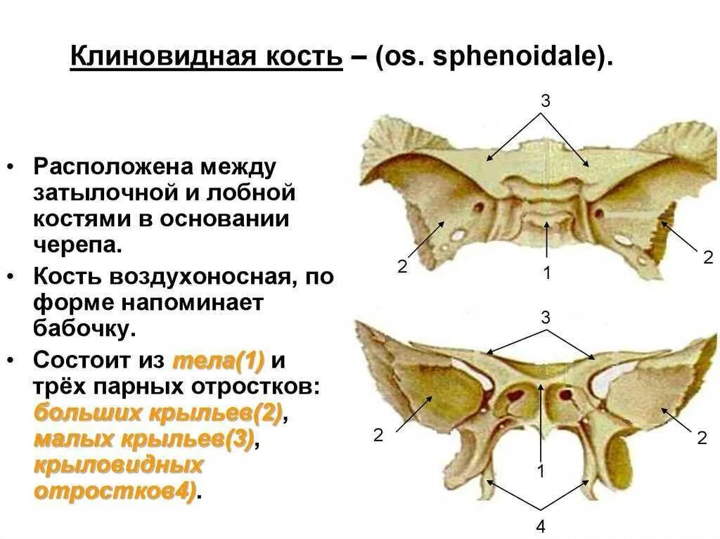 Клиновидная кость фото Большие и малые крылья клиновидной кости