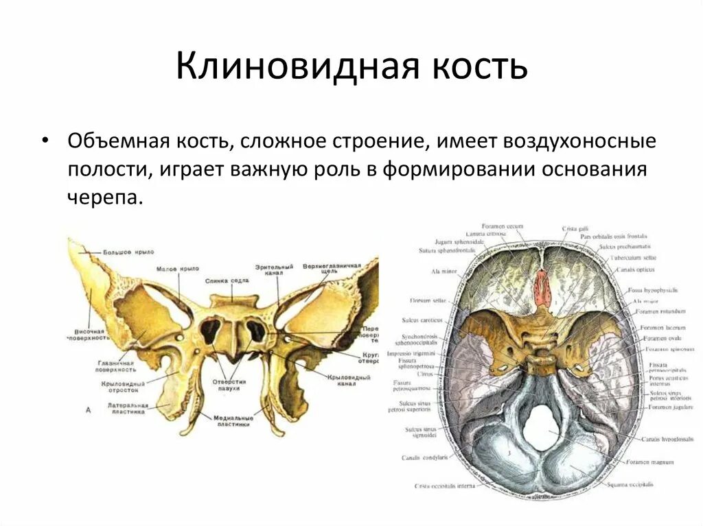 Клиновидная кость фото Отверстия большого крыла клиновидной кости