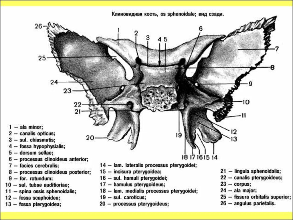 Клиновидная кость фото Клиновидная кость черепа рисунок