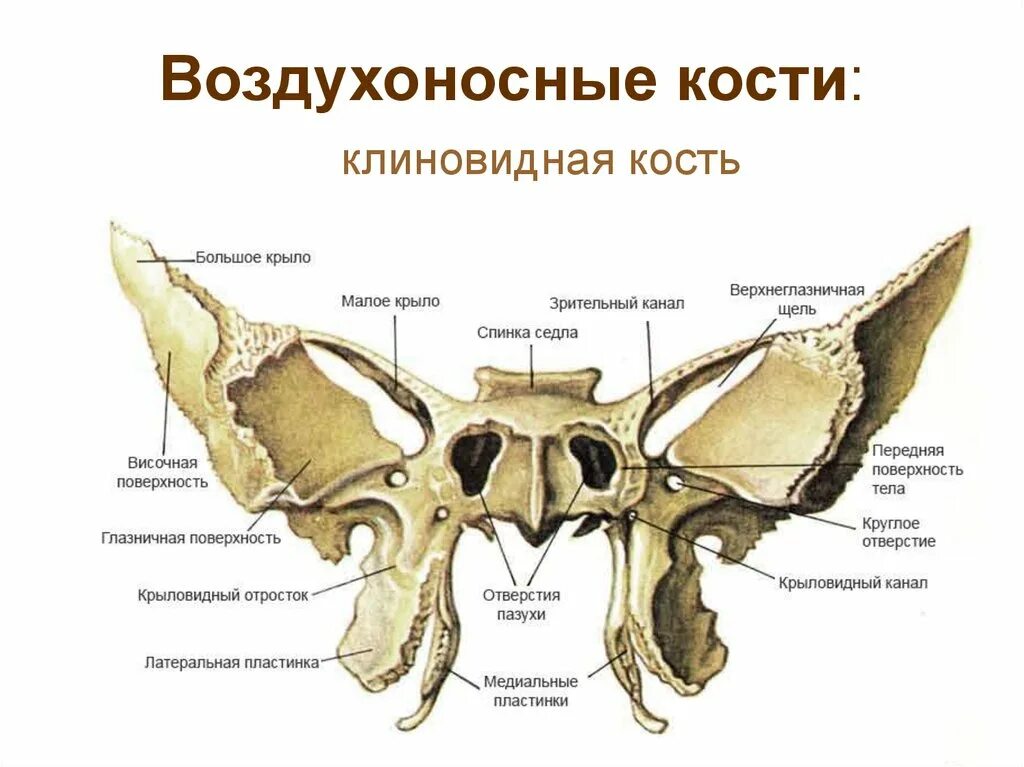 Клиновидная кость фото Клиновидная кость черепа рисунок