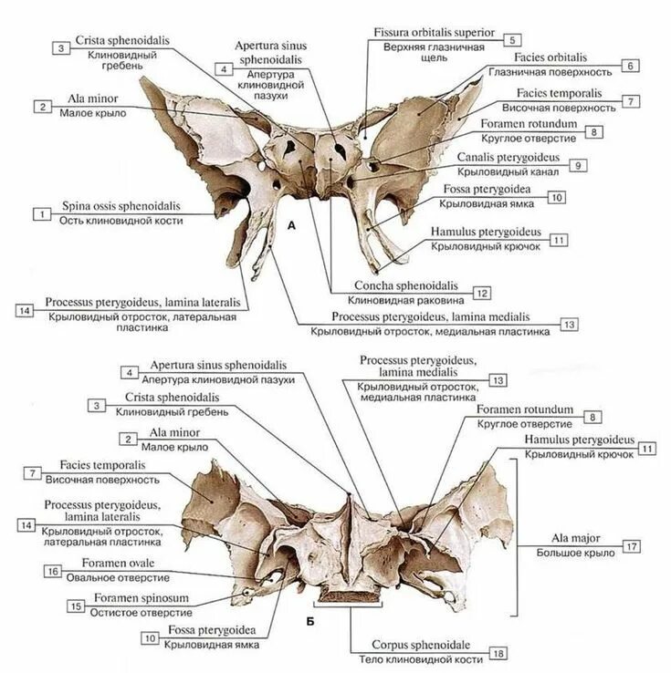 Клиновидная кость фото Клиновидная кость Учащиеся медучилища, Анатомия, Углубленное изучение биологии