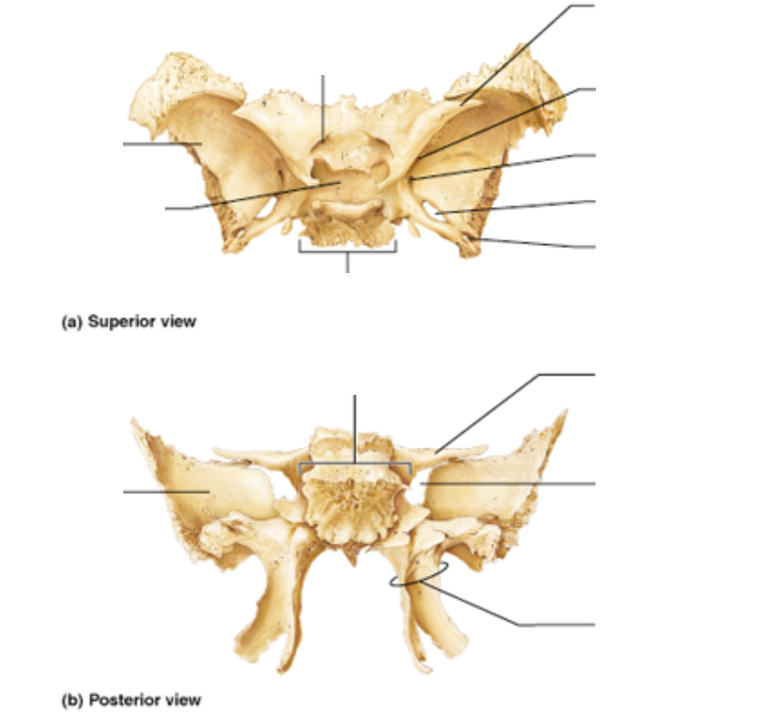 Клиновидная кость фото Axial Skeleton - Sphenoid Bone Diagram Quizlet