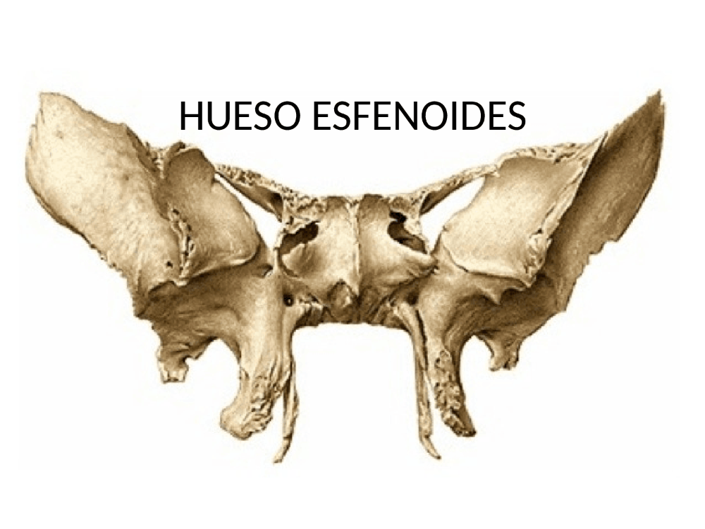 Клиновидная кость фото Hueso esfenoides anatomia humana - Docsity Hueso esfenoides, Huesos, Anatomía