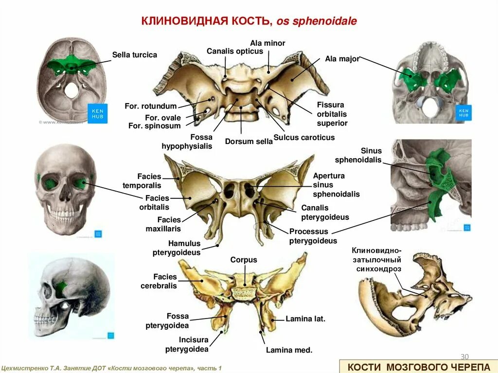 Клиновидная кость фото Клиновидная кость черепа рисунок