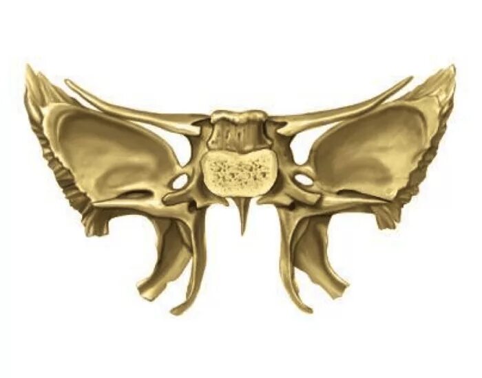 Клиновидная кость фото Posterior View of Sphenoid Bone Quiz