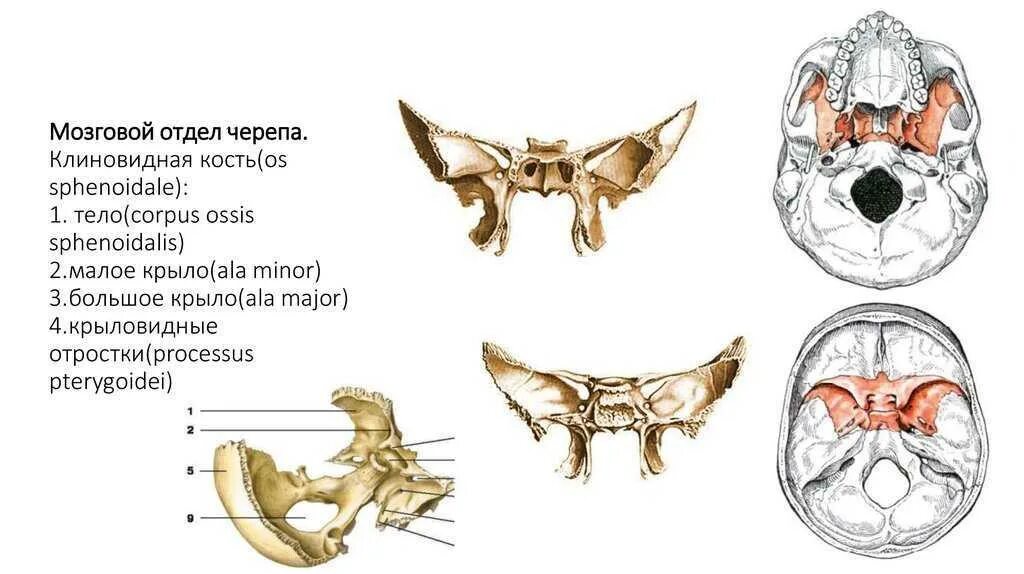 Клиновидная кость фото Анатомические образования клиновидной кости