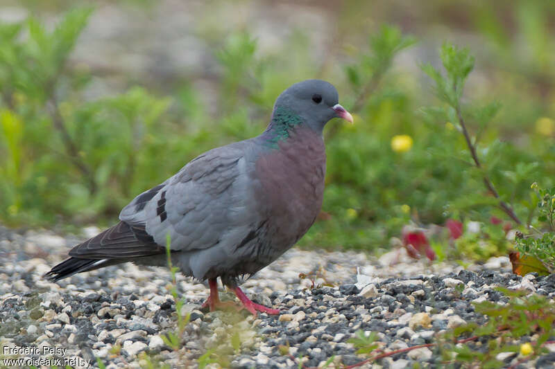 Клинтух фото птица Stock Dove - Columba oenas