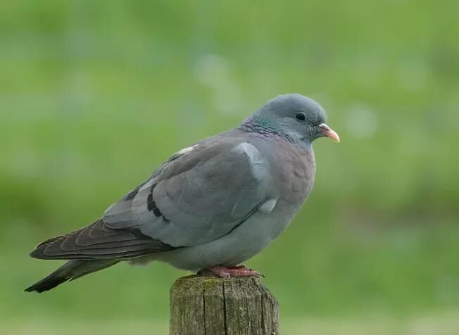 Клинтух фото птица Columba oenas Stock Dove Paloma zurita