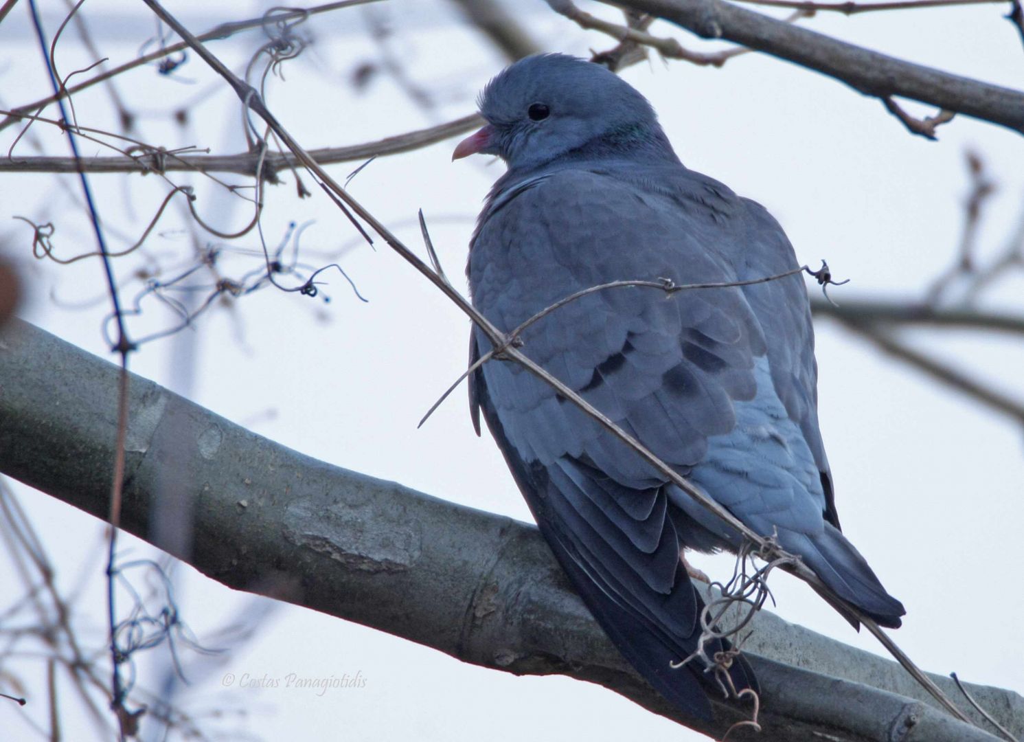 Клинтух фото птица Stock Dove Greek Nature Encyclopedia