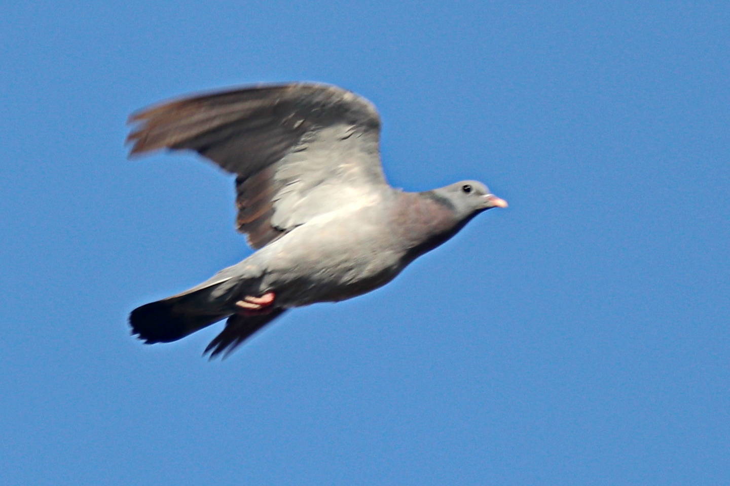 Клинтух фото птица Клинтух (Columba oenas). Птицы Сибири.