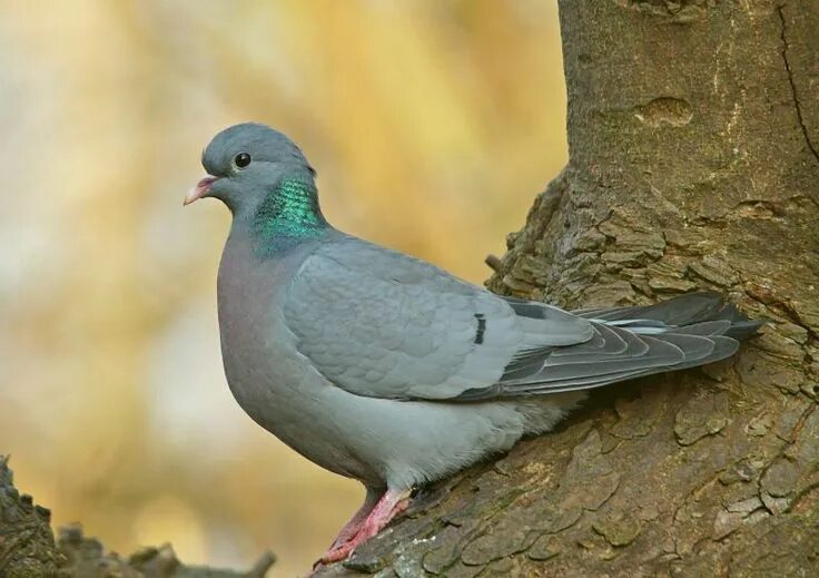 Клинтух фото птица Stock dove (Columba oenas) Клинтух Клинтух, Зебра, Москва