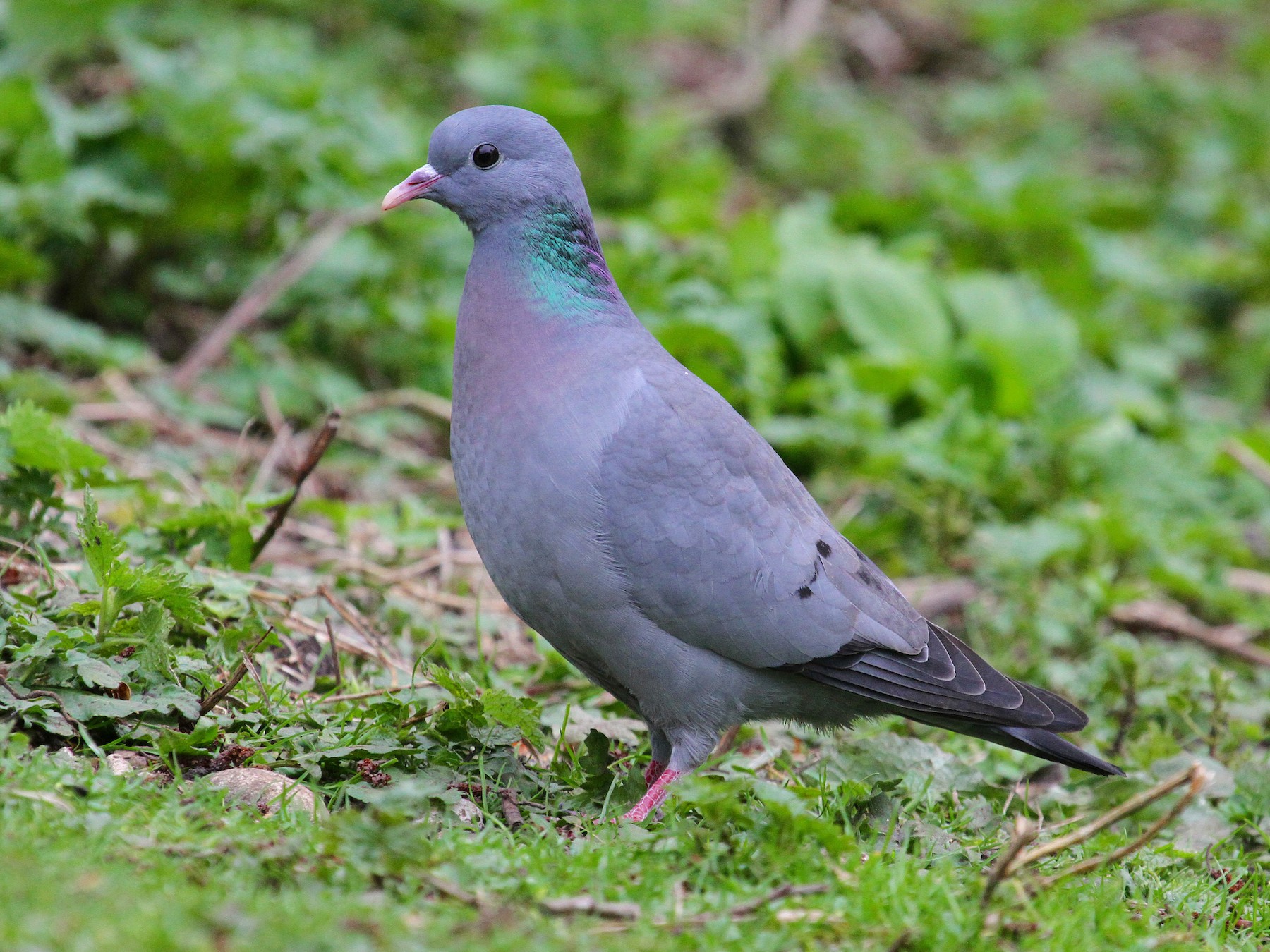 Клинтух фото птица Stock Dove