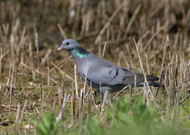 Клинтух фото птица Canon EF 400mm f/5.6 L Flickr