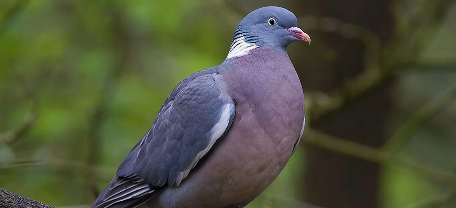 Клинтух фото птица Stock dove