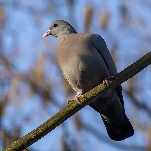 Клинтух фото птица Клинтух / Columba oenas (Linnaeus, 1758) / Том 5 / Птицы России