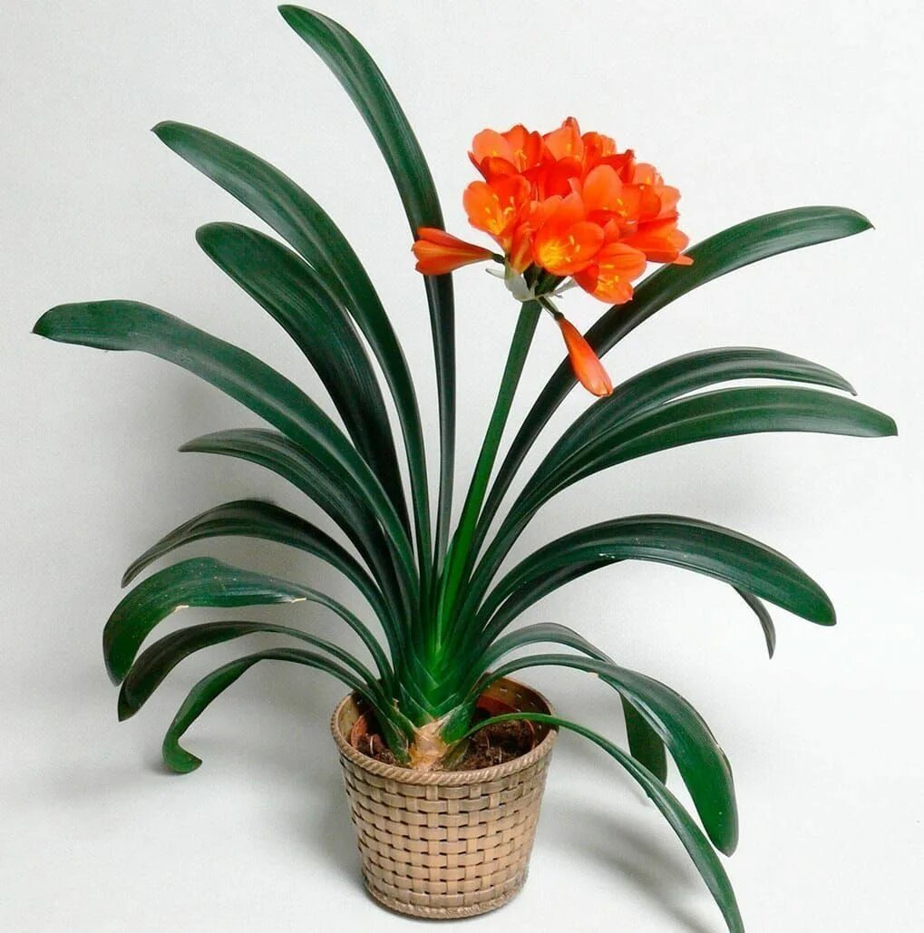 Кливия фото комнатный Кливия миниата в горшке (Clivia miniata) купить с доставкой в СПб