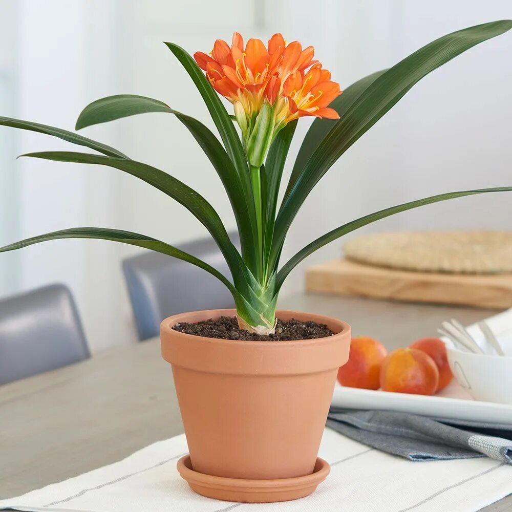 Кливия фото комнатный Clivia miniata in clay pot with saucer Winter flowers garden, White flower farm,