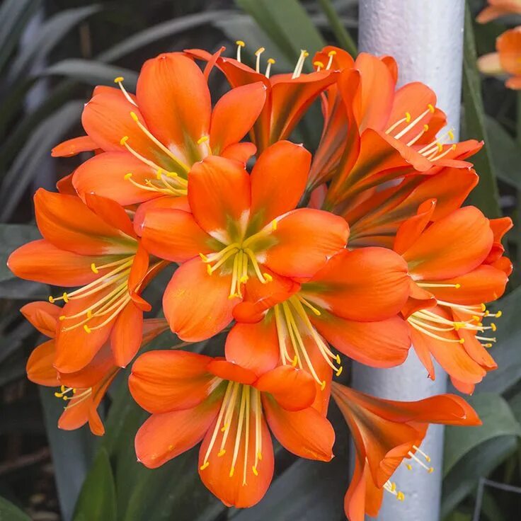 Кливия фото цветов Colorado Clivia plant number 1038. Clivia miniata, XL Red Red plants, Pink plant